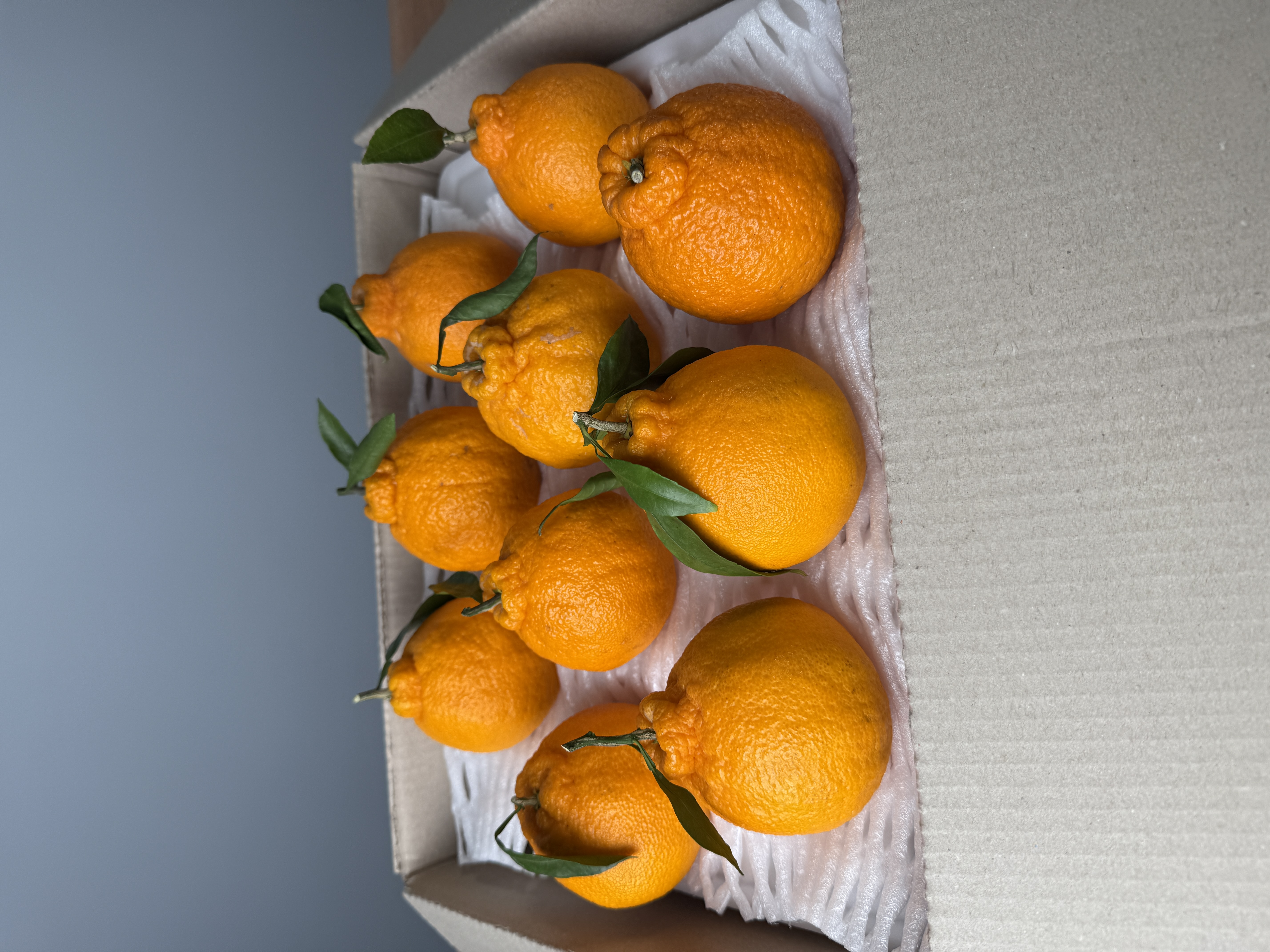 제철삼촌 한라봉 박스